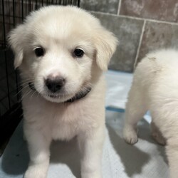 Adopt a dog:Simon (PA)/Great Pyrenees/Male/Baby,Handsome Simon is very sweet and easy going! His foster mom says he is very gentle and sweet but playful. He has the most stunning cream coat. He's a Great Pyr mix and we think he will be around 65lbs when he is fully grown.

Simon was born around mid-May and will be ready to go home mid-July!

He is being fostered in Fulshear TX but we can have him brought to PA on rescue transport (once adopted) which brings dogs up twice a month.

His adoption fee is $395 plus $30 for a health certificate and $220 for transport. He must be neutered when he is between 6-12 months old - Twilight Tails will give you a rebate of $100 once done.

Please complete the application on this link:
https://forms.gle/iCDkiVT5FwJYhezn8

Or email ular.sandra@gmail.com for an application.

Once your application is approved, we can arrange a FaceTime session for you to meet him.