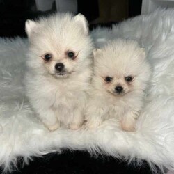 Doll Faced Teacup Sized Purebred Pomeranians /Pomeranian/Female/Younger Than Six Months,Hey everyone! We are excited to announce we have our Doll Faced Miniature Teacup Sized Purebred Pomeranians.These angels are bred with quality, perfectly healthy, very small sized and light weight parents ensuring that the puppies are guaranteed to grow up to be very tiny, small enough to fit in a handbag like their Mum. We anticipate their average weights to be between 1.5-2.5 kilograms as per previous litters in the past. Mum is only sitting at 2 kilograms where as dad is sitting at 3 kilograms as shown in photos.They were born on the 01st of May 2024 so that'll be the day to celebrate their little birthday 