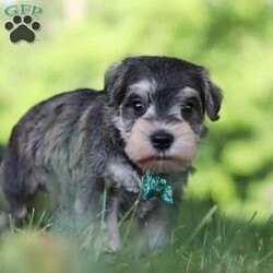 Barney/Miniature Schnauzer									Puppy/Male	/7 Weeks,Meet Barney, the epitome of charm and cuteness in the form of an AKC Miniature Schnauzer puppy! He is a delightful blend of energy, intelligence, and affection, ready to prance into your heart and home. His expressive eyes convey the joy and warmth he brings to every interaction. Raised with love and care, he is the perfect fit for families and individuals alike, ready to prance into your heart and home with a lineage that exemplifies excellence. As the day winds down he transform into a perfect little snuggle buddy. Highly intelligent and he quickly picks up on new thing this makes him easy to train. 