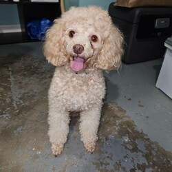 Adopt a dog:Jake/Poodle/Male/Young,Jake is a 2-year-old Apricot Mini Poodle weighing 9 pounds. He is still timid because he was just surrendered because his family are moving and can’t take him. He doesn’t get along with other dogs and hasn’t been cat or child-tested.  His adoption donation is $450 which includes his neuter vaccinations and microchip.  He is heartworm-negative and on monthly preventative. He will be even more adorable after he gets groomed so you must come to meet him.
https://www.aforeverhomeanimalrescue.org/Project/jake/
We are only able to adopt within the state of Florida.  
We have a page on our website that explains our adoption process, and contains a link to our adoption application.  Here is the link:
http://www.aforeverhomeanimalrescue.org/adoption-information-2/