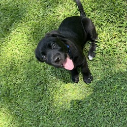 Adopt a dog:Seamus/Labrador Retriever/Male/Baby,Seamus!! One of our Adorable lab / cane corso pups ! These babies will be big since they we like 16 lbs at 8 weeks old ! They will be ready mid July!! Very sweet and well socialized with kids, cats and dogs too! If you love big loving sweet pups / dogs one of this litter is for you! To apply please visit www.straynetwork.org