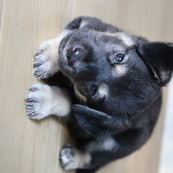 Adopt a dog:Blu/Labrador Retriever/Male/Baby,This sweet little baby is Blu! Blu came to us with his 1o siblings from a local shelter! These little pups were born approximately on 5/12/2024, and they are ready to find their forever homes! These pups love toys, treats, and all food! They love to roughhouse with each other, but they also LOVE to snuggle with people after lots of playtime. These guys will need some training, as most puppies this age do, but they will repay you for your efforts with a lifetime of love!!

We promised Blu that the rest of his life, would be the best of his life. Could that be with you?

 APPLY TO ADOPT: finalvictoryrescue.com *We are located in South Carolina and transport to the northeast weekly. We provide local or virtual meet-and-greets with an application on file.