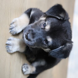 Adopt a dog:Blu/Labrador Retriever/Male/Baby,This sweet little baby is Blu! Blu came to us with his 1o siblings from a local shelter! These little pups were born approximately on 5/12/2024, and they are ready to find their forever homes! These pups love toys, treats, and all food! They love to roughhouse with each other, but they also LOVE to snuggle with people after lots of playtime. These guys will need some training, as most puppies this age do, but they will repay you for your efforts with a lifetime of love!!

We promised Blu that the rest of his life, would be the best of his life. Could that be with you?

 APPLY TO ADOPT: finalvictoryrescue.com *We are located in South Carolina and transport to the northeast weekly. We provide local or virtual meet-and-greets with an application on file.