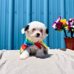 Adopt a dog:Cuddle Bug/Shih Tzu/Female/Baby,For more information or questions about this pet, please email KDavis@vospca.org or text (559) 651-1111