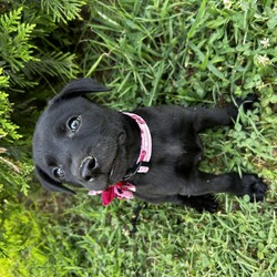 Adopt a dog:Daphne/Black Labrador Retriever/Female/Baby,Here is a heartwarming biography for your adoptable dog Daphne: 