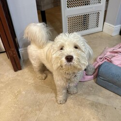 Adopt a dog:Milo/Havanese/Male/Young,Milo is a beautiful, 3 year old male havanese.

Milo is funny, playful and bonds very deeply to 1-2 people. 

Milo was left at a shelter and adopted out but immediately returned for biting. He didn't have a chance to get adopted back out but passed all of his behavioral tests wonderfully, so we gave him a chance.

He has been fine with us but has been snippy around other dogs that are too close to him while eating. He doesn't especially love small kids or crowds and does a bit of resource guarding but would make a wonderful and loving companion for someone with some patience and love.


Training will be available to Milo's adopter with our help. He's a great guy, but he's been through a lot and is funny about sudden movements and sharing food.