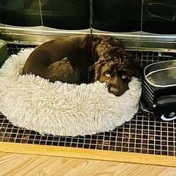 Adopt a dog:Brooke/Cocker Spaniel/Female/Young,Meet Brooke, the sweetest little chocolate cocker spaniel born 11/20/2022. Brooke was originally rescued from a breeding situation. She has spent time in a loving home, but she has found herself in search of a new home due to no fault of her own. She is your true Velcro dog as she loves being wherever her person is. Brooke is very shy and timid when she first meets people, but she will slowly warm up to you and show you her amazing personality. She seems to prefer women over men, and can be a little fearful around men. She loves kids and does very well with them. She gets along just fine with cats and dogs of all sizes. She is crate trained and potty trained (but like a typical cocker she will piddle if shes overly excited or if shes scared or nervous). She thrives on a routine and once she is adjusted to her routine she is nearly perfect! She is a pretty laid back lazy dog that is happy and content to lay around all day and nap unless there are snacks! Her favorite snacks are bananas! She doesnt get on furniture unless she is invited up there. Even when shes up in the big bed she is not a snuggler. She likes to spread out and take up as much of the bed as possible and be closest to the fan. She does very well for her grooms and nail trims! She loves toys and has toys that she likes and two that she absolutely loves! Her hedgehog is her favorite she will seek that one out despite all of her other toys. And she has a small tiger that carries around and acts like its her baby. Brooke has luxating patellas, which may need to be fixed in the future.

We promised Brooke that the rest of her life, would be the best of her life. Could that be with you?

 APPLY TO ADOPT: finalvictoryrescue.com *We are located in South Carolina and transport to the northeast weekly. We provide local or virtual meet-and-greets with an application on file.