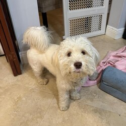 Adopt a dog:Milo/Havanese/Male/Young,Milo is a beautiful, 3 year old male havanese.

Milo is funny, playful and bonds very deeply to 1-2 people. 

Milo was left at a shelter and adopted out but immediately returned for biting. He didn't have a chance to get adopted back out but passed all of his behavioral tests wonderfully, so we gave him a chance.

He has been fine with us but has been snippy around other dogs that are too close to him while eating. He doesn't especially love small kids or crowds and does a bit of resource guarding but would make a wonderful and loving companion for someone with some patience and love.


Training will be available to Milo's adopter with our help. He's a great guy, but he's been through a lot and is funny about sudden movements and sharing food.