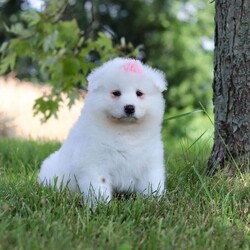 Piper/Samoyed									Puppy/Female	/9 Weeks,Meet Piper, our delightful Samoyed puppy, who is ready to bring unwavering companionship and loyalty to your home. Piper’s fluffy, snowy white coat is soft as a cloud, inviting endless cuddles and all the pets she can get. Her bright, sparkling eyes always seem to be smiling, reflecting her playful and affectionate nature. This little girl is a bundle of joy, brimming with energy and a love for adventures. Her playful spirit is contagious, and she easily entertains you for hours with her puppy antics. Despite her lively demeanor, this pup has a gentle and tender side, always ready for a snuggle session on the couch. Her loving personality and irresistibly soft coat make her the perfect companion, always eager to spend time with her favorite people.