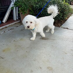 Adopt a dog:Milo/Havanese/Male/Young,Milo is a beautiful, 3 year old male havanese.

Milo is funny, playful and bonds very deeply to 1-2 people. 

Milo was left at a shelter and adopted out but immediately returned for biting. He didn't have a chance to get adopted back out but passed all of his behavioral tests wonderfully, so we gave him a chance.

He has been fine with us but has been snippy around other dogs that are too close to him while eating. He doesn't especially love small kids or crowds and does a bit of resource guarding but would make a wonderful and loving companion for someone with some patience and love.


Training will be available to Milo's adopter with our help. He's a great guy, but he's been through a lot and is funny about sudden movements and sharing food.