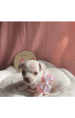 Purebred Chihuahua Pups/Chihuahua (Smooth Coat)/Both/Younger Than Six Months,I have a beautiful litter of chihuahua pupsThey will come vaccinated , microchipped , wormed , vet checked with copyThese little gems are very friendly , playful & loveableThey will come with a puppy packFemales & Males availableCertain pups can come with pedigree papersCall or text for more infoCan freight pups at buyers expensePups will be ready on the 15th of July when they’re 8 weeks of ageNO time wasters !