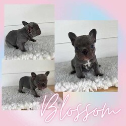 French Bulldog Puppies/French Bulldog/Both/Younger Than Six Months,Wild Flower Frenchies have 7 stunning babies available! 