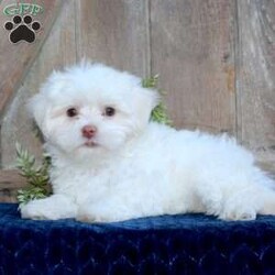 Kody/Maltese									Puppy/Male	/May 1st, 2024,Are you searching for a delightful Maltese puppy to snuggle and hold? This precious little cutie is up to date on shots and dewormer and vet checked. Our puppies are well socialized and family raised. Maltese are friendly and adorable with sweet personalities! If you are seeking the perfect pup contact Barbie today!