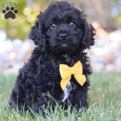 Dallin/Cockapoo									Puppy/Male	/7 Weeks,Meet Dallin, a gorgeous, Cockapoo! He is one in a million. With silky soft fur, sparkling puppy-dog-eyes and sweet puppy kisses, this little guy will steal your heart from the very first moment you meet him. Playtime and tummy rubs are his favorite and he will always find a way to make you smile with his cute puppy antics. He has been loved and doted on since birth and will be the perfect companion to go everywhere with you! His mama is a super sweet Cocker Spaniel named Sandy. She is a very friendly and has a lot of energy. Dad is a handsome Poodle named Blaze. He is super friendly and loves the outdoors. This baby will join a forever family with the first vet check completed, microchipped and current on vaccines and dewormer. Please call or text Roy to learn more about this little sweetheart! We are available Monday through Saturday.