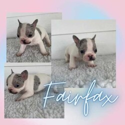 French Bulldog Puppies/French Bulldog/Both/Younger Than Six Months,Wild Flower Frenchies have 7 stunning babies available! 