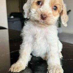 Gorgeous Cockapoo Puppies /Poodle (Toy)/Female/Younger Than Six Months,An exceptional litter of Cockapoo puppies born on the 28/04/24 and are ready for their new homes now.Pups look much larger in photos the whole litter currently weighs less then 1kg a pupPic 1 GirlPic 2 GirlPic 3 GirlPic 4 GirlPic 5 GirlWe encourage you read the full advertisement prior to yourThese pups are very suited to an apartment life style provided they are exercised .This exceptional litter has 6 Females and two males-that-will weigh in at 5kg at adulthoodCockapoos are a x between a toy poodle and a cocker spanielThese puppies have beenVet checkedMicrochippedWormedAnd are available not desexed but we highly encourage you to do soWe can recommend our Vet that works with us for the best rates and safest procedures .Puppies prices are not negotiableAnd serious inquires are urgedLeave your name and number via gumtree and I will get back to you .We are registered with Rpba 2116Similar size to Cavoodle poodle Maltese x shitzu Moodles and cavaliers and spoodle