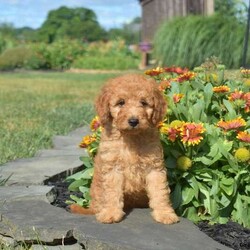 Lego/Mini Goldendoodle									Puppy/Male	/May 13th, 2024,Check out Lego, a playful & sweet F1B Mini Goldendoodle puppy seeking his forever home! This socialized guy is family-raised with children and his mother is available to meet. Also, Lego will come home vet checked and up to date on shots & wormer, plus the breeder provides a 30-day health guarantee. If you want to arrange a time to meet this adorable pup, please call Amos today!