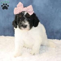 Jade/Mini Sheepadoodle									Puppy/Female	/6 Weeks,Meet Jade, a sweet and loving Mini Sheepadoodle ready to bring joy to her new forever home! Jade is well-socialized and loves being around people. She will be vet checked and is up to date on all her vaccines and dewormer, ensuring she is healthy and ready for her new adventure. Contact Carrie today for more details about her personality and the process of bringing her home with you!