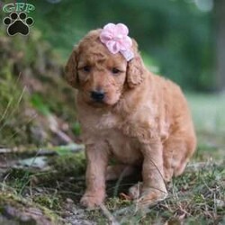 Nellie/Goldendoodle									Puppy/Female	/5 Weeks,Meet our charming little F1B Mini Goldendoodle puppy named Nellie, she is a bundle of joy and fluff that will steal your heart instantly! With soft fur and eyes that sparkle with curiosity, this little girl is ready to fill your home with joy. She has a heart full of love and a playful spirit that will fill your home with laughter. Whether cuddled up on the couch or exploring the great outdoors, she is ready to bring endless joy and companionship to the lucky family that opens their hearts to her boundless affection. Her playful demeanor makes her a wonderful companion for both individuals and families alike. She has inherited the friendly nature of the Golden Retriever and the intelligence of the Poodle! 