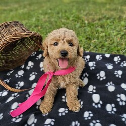 Katie/Mini Goldendoodle									Puppy/Female	/7 Weeks,To contact the breeder about this puppy, click on the “View Breeder Info” tab above.