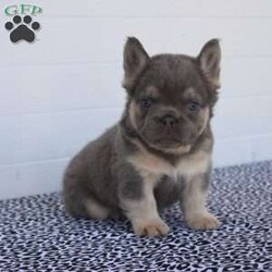 Leo/French Bulldog									Puppy/Male	/8 Weeks,Hey There, My name is Leo! I am a very cute Lilac colored male AKC Fluffy French Bulldog puppy! I was born on May 9th, 2024. I am such a sweet little guy! I am looking for my new family, could that be with you? If you choose me I will come home to you vet checked, microchipped, AKC Registered and I will also come with a health guarantee. Both of my parents have also been DNA Tested. If you think that I would make the perfect little addition to your family, then please call or text to find out more information about me! I am located in Fresno, Ohio!