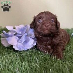 Snickers/Shih-Poo									Puppy/Male	/5 Weeks,Hey there, My name is Snickers! I am a very cute male Shihpoo puppy! I was born on May 31st, 2024. I am such a sweet little boy! I am looking for my new family, could that be with you? If you choose me I will come home to you vet checked with my vaccinations and deworming up to date, and I will also be microchipped. If you think that I would make the perfect little addition to your family, then please call or text to find out more information about me!