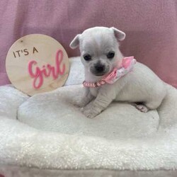 Purebred Chihuahua Pups/Chihuahua (Smooth Coat)/Both/Younger Than Six Months,I have a beautiful litter of chihuahua pupsThey will come vaccinated , microchipped , wormed , vet checked with copyThese little gems are very friendly , playful & loveableThey will come with a puppy packFemales & Males availableCertain pups can come with pedigree papersCall or text for more infoCan freight pups at buyers expensePups will be ready on the 15th of July when they’re 8 weeks of ageNO time wasters !