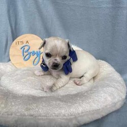 Purebred Chihuahua Pups/Chihuahua (Smooth Coat)/Both/Younger Than Six Months,I have a beautiful litter of chihuahua pupsThey will come vaccinated , microchipped , wormed , vet checked with copyThese little gems are very friendly , playful & loveableThey will come with a puppy packFemales & Males availableCertain pups can come with pedigree papersCall or text for more infoCan freight pups at buyers expensePups will be ready on the 15th of July when they’re 8 weeks of ageNO time wasters !
