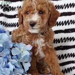 Riley/Miniature Poodle Mix									Puppy/Male	/6 Weeks,Sweet lil cuddly Riley… is family raised with tender loving care and is well socialized with children and adults Caring heart and sweetness made for a special friend who will always be there comforting you with lots of love!! We have 3 children so our fur-babies get lots of attention! Riley is vet health checked! You would get along vet certificate, microchip numbers, health records, warranty thats good for up to 1 year and a lil baggy food! If you would like to schedule a visit contact Susan and will arrange a time for you to meet Riley! 