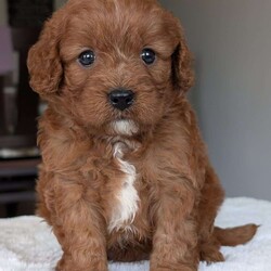 Ginger/Cavapoo									Puppy/Female	/5 Weeks,Hello everyone! Meet our precious little girl, Ginger. She is a beautiful Cavapoo puppy with a beautiful coat of soft, wavy hair! Her mom is a beautiful mini poodle and dad is a cavalier. Ginger will be between 10 and 15lbs fully grown.  She has a very sweet temperament and is very sweet and loving. She is sure to melt your heart with all her cuteness! She will be available to her new home on July 30th. Ginger is a very happy and healthy little gal!