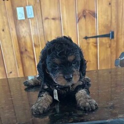 Sasha/Cavapoo									Puppy/Female	/5 Weeks,Meet Sasha, a fluffy, adorable Cavapoo. She is family raised and very friendly.  Contact us today to learn more!