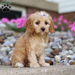 Darla/Cockapoo									Puppy/Female	/8 Weeks,Meet Darla, a gorgeous, Cockapoo! She is one in a million. With silky soft fur, sparkling puppy-dog-eyes and sweet puppy kisses, this little girl will steal your heart from the very first moment you meet her. Playtime and tummy rubs are her favorite and she will always find a way to make you smile with her cute puppy antics. She has been loved and doted on since birth and will be the perfect companion to go everywhere with you! Her mama is a super sweet Cocker Spaniel named Jackie. She is a very friendly and has a lot of energy. Dad is a handsome Poodle named Blaze. He is super friendly and loves the outdoors. This baby will join a forever family with..