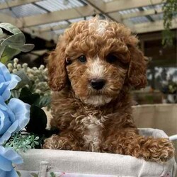 Cavoodles Ruby Red Toy/Other/Both/Younger Than Six Months,THE most beautiful puppyWhen you see you will want himHappy ,healthy ,playful babiesAll vaccinated, microchip, wormed and vet checked14 weeks oldDad toy poodleMum cavalierTLCcavoodles.com.auBreeder for over 20 yrsNCPi no9002248Call Jenny ******8718 REVEAL_DETAILS Welcome to visit
