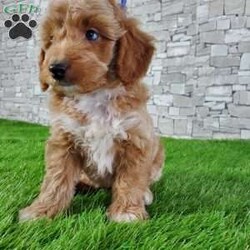 SABAN/Bernedoodle									Puppy/Male	/6 Weeks,LOOK AT ME! LOOK AT MY EYES  THEY ARE PARTLY  BLUE! I’m an F1B HYPOALERGENIC  little ball of fur. Come meet me or I can be transported to your front door for a small additional fee. Text or call for more information. 