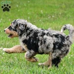 Izzy/Bernedoodle									Puppy/Female	/8 Weeks,Meet Izzy, she will melt your heart with her cuteness, super sweet loving temperament and personality. 