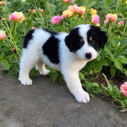 Adopt a dog:Mia/Australian Shepherd/Female/Baby,THE FOLLOWING PET IS FOSTERED IN TEXAS BUT AVAILABLE FOR TRANSPORT!!! Details below...

Meet Mia, the true boss of the house! Born on 5/28/2024, this confident pup is likely to be one of the biggest of her litter, and food is her favorite motivator. Mia is more independent and takes a little time to warm up, but once she trusts you, she'll be your playful and entertaining companion. Strong, brave, and always ready for adventure, Mia has a motherly and social nature that makes her the life of the party. She thrives in the center of attention and ensures any chaos is swiftly addressed. Currently located in a loving foster home in Texas, Mia is eager to bring her leadership and fun-loving spirit to her forever home. Ready for a pup who is both adventurous and protective? Mia is the one for you!

OUR DOGS ARE FOSTERED IN TEXAS OR COLORADO BUT AVAILABLE FOR ADOPTION AND TRANSPORT OUT OF STATE. Read below for more information.

All of our dogs are located in a foster home in Texas or Colorado. Our dogs are transported to a predetermined location agreed upon by the rescue. The adoption contract and fee are finalized prior to transport. As a Mutts N Such direct adoption, the adoption interview/meet and greet occurs on video call (Skype, FB Messenger call, Facetime, etc).

Our out of state adoption fee is $350 plus transport (varies by location). This fee includes all current vaccinations, deworming, a registered microchip, fecal analysis, spay/neuter for pets 6 months & older, and a heartworm test if over 6 months old. All dogs will be current on flea/heartworm prevention. A health exam will be completed and a certificate issued by a veterinarian within 10 days. If you are interested in adopting, please complete our application:

https://petstablished.com/adoption_form/57167/generic

Note: MNS reserves the right to deny any application that is deemed unsuitable for the animal. Please be aware that our animal adoptions are NOT on a first come- first serve basis. Our sole purpose is to find the best possible home for the animals that fall under our care.