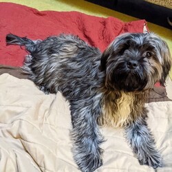 Adopt a dog:Cloud/Shih Tzu/Male/Young,**We are only fostering/adopting in the tri-state area-- (NYC/CT/NJ)**

Cloud is a year old Shorkie mix. He needs someone who has extensive dog experience. He is not for a home with kids. His owner passed away and he is up for adoption. Wee wee pad trained. To inquire about fostering (NJ/LI/NYC area) or adopting, fill out an application at www.heavenlyangelsanimalrescue.org