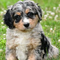 Izzy/Bernedoodle									Puppy/Female	/8 Weeks,Meet Izzy, she will melt your heart with her cuteness, super sweet loving temperament and personality. 