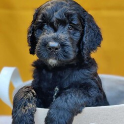 Coal/Goldendoodle									Puppy/Male	/May 21st, 2024,Coal is a sweet, happy puppy, all ready to go to his furever home on July 16th. He’s up to date on deworming and vaccinations, Vet checked with a Health Certificate and comes with a One Year Health Guarantee. 