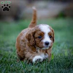 Ruby/Cavapoo									Puppy/Female	/5 Weeks,Charming and adorable Red and White Cavapoo Puppy, and I can’t wait to become a cherished member of your family.