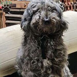 SABAN/Bernedoodle									Puppy/Male	/6 Weeks,LOOK AT ME! LOOK AT MY EYES  THEY ARE PARTLY  BLUE! I’m an F1B HYPOALERGENIC  little ball of fur. Come meet me or I can be transported to your front door for a small additional fee. Text or call for more information. 