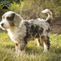 Sadie/Bernedoodle									Puppy/Female	/6 Weeks,Greetings from Homestead Companions! Hi, I am Sadie, a tricolored blue merle Bernedoodle female. 