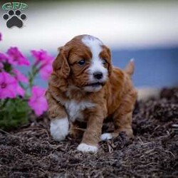 Ruby/Cavapoo									Puppy/Female	/5 Weeks,Charming and adorable Red and White Cavapoo Puppy, and I can’t wait to become a cherished member of your family.