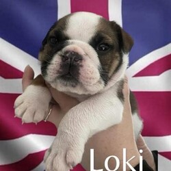 Ricatori Bloodline British Bulldogs ??READY NOW??/English bulldog/Mixed Litter/8 weeks,We have 3 boys left and 2 girls left
If your looking for a spectacular bulldog with excellent health and bloodline to join your family look no further

Mum and dad are both family pets owned by ICEBULLZ and can be viewed with pups
We have 8 beautiful babies 3 girls 5 boys . Ready to-leave .big chunky pups all eating and drinking brilliant no money shared on the upbringing of these beauties .brought up and socialised
around other pets /children . Will be partly if not fully housetrained .

Our male is son of CH Ricatori Redesigned and Their blood lines comes from the world famous Ricatori show dogs (Crufts Winners and best of breed in the dog shows) and the best kennels in the world
Famous champion parents/ grandparents of
mum is our beautiful girl kc “kenynton never to late “ carrying over 15 champions in her 5 generations and considerable amount of runners up .. no health problems at all she’s HUU clear vet big built girl .. lovely natured
dad is our handsome boy
“ Galaxy star “ carrying world famous bloodline being the son of crufts champion the famous “Ch Ricatori Redesigned “ and carrying over 15 champions in his 5 generations and over 18 runners up . He’s HUU clear no health problems at all . Very big muscley stocky boy

All pups will be
health checked at 4 weeks and 6 weeks
Flea & wormed every 2 weeks
1st vacations
Microchipped
Each pup will come with 5 weeks free insurance from the kennel club
Registration transfer papers
starter pack containing food , photo , toy , blanket and samples