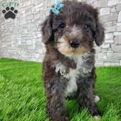 SAMSON/Bernedoodle									Puppy/Male	/6 Weeks,LOOK AT ME! IM a healthy happy friendly fluffy little puppy !I would love to be your friend! I’m an F1B HYPOALERGENIC Little  ball of fur. Come meet me or I can be transported to your front door for a small additional fee. Text or call for more information. 