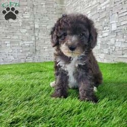 SAMSON/Bernedoodle									Puppy/Male	/6 Weeks,LOOK AT ME! IM a healthy happy friendly fluffy little puppy !I would love to be your friend! I’m an F1B HYPOALERGENIC Little  ball of fur. Come meet me or I can be transported to your front door for a small additional fee. Text or call for more information. 