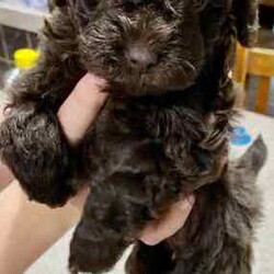 Tiny F1b Toy Cavoodles DNA clear avail 27/7/Poodle (Toy)/Both/Younger Than Six Months,Our teeny tiny F1b Toy Cavoodles are ready for their furever homes.Our beautiful babies are raised and loved on within our home.Nelly (mum) is our gorgeous 1st generation Cavoodle furbaby - Milo (dad) is a stud chocolate toy poodle.Puppies are well socialised and are used to children and other animals.They are 8 weeks old (27/7) - we encourage visits (FaceTime ect if not local)Puppy’s have been vet checked, chipped and their first vax.Puppies are DNA clear.Boy $1500 (SOLD)Pink girl $2000 (SOLD)Green girl $2000 (SOLD)Purple girl $2000Chocolate girl $3000 (SOLD)Happy to answer any questions via email or mobile phone.We are located in Tamworth NSW.