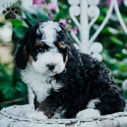 Shiloh/Mini Bernedoodle									Puppy/Female	/7 Weeks,Meet our sweet fur babies who are eager to meet their new family! You will find them very welcoming upon your visit! They have clear health papwrs from our vet, and will up to date on all their dewormings and vaccinations.