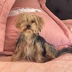 Ready to go now - Teacup Yorkie-poo pups 100% dna clear /Yorkshire Terrier/Both/Younger Than Six Months,BIN0010069095428RPBA memberJust 2 girls now available.White face puppy is a boy - blue beanie - middle size…still tiny…Black face is a girl - pink beanie (a bit longer in the body, a bit wider and shorter to the ground)Black and tan face puppy is a girl - yellow scarf (tiniest…most confident)This breed is so cool…tiny, cute as a button, playful, loving, loyal, clever, water loving, no aggression ever, shaggy floppy teddy bears just waiting to be your best friend. Way better than a cavoodle, groodle, Spoodle or other oodle .Our beautiful purebred yorkshire terrier girl and our gorgeous purebred red tiny teacup toy poodle have welcomed in a litter of first generation Yorkie poo puppies.They are crazy healthy - super tiny, full of beans, chunky, soft, squishy and loving.They are all toilet trained to go on their puppy pads. They have begun doggy door training and crate training for sleeping only.Our pups are given puppy culture training so we expose them early to different scents, sounds and experiences so they’re more resilient and settled with you.Our parents are 100% purebred. They are both 100% dna clear. They both live with us, are our pets and will always do. You are encouraged to meet them with the pups.Our mum breezed through her pregnancy and has been an incredible mum. Pups are fat, happy and so silky. Mum has done an amazing job keeping them full, clean and behaving.BIN0010069095428RPBA memberOur parents must have great personalities - loving, calm, friendly…not barkers, not bitey, not anxious. It helps create pups that have similar temperaments.Pups have been:✅ Given fresh frozen plasma at birth✅ Vet checked✅ Microchipped✅ Vaccinated✅ Wormed (fortnightly from 2 weeks old)Pups come with…✅ 6 weeks free puppy insurance✅ Soft crate (litter scented) to travel and sleep in✅ Baby blanket (litter scented)✅ Cuddle toy (litter scented)✅ Bag of Royal Canin Mini Puppy food✅ Digital thermometer✅ Microchip online transfer fee done and paid✅ 10 week wormer dose done✅ Vaccination schedule and passport✅ Puppy booklet explaining everything we’ve done with your pup so far and everything we recommend you do moving forward plus it has grooming and training tips, recipes and more.✅ 24/7 lifetime support and adviceMum is 100% no shed as is dad.Before enquiring we ask that you are sure you are ready to give one of our pups a home for their lifetime. Please also ensure you have permission from real estates, partners, parents etc before enquiring.We need to know about your life and the life you would offer our babies to make sure we match.Please message ******** 004 if interested in our fur babies. REVEAL_DETAILS 