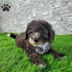 SAMSON/Bernedoodle									Puppy/Male	/6 Weeks,LOOK AT ME! IM a healthy happy friendly fluffy little puppy !I would love to be your friend! I’m an F1B HYPOALERGENIC Little  ball of fur. Come meet me or I can be transported to your front door for a small additional fee. Text or call for more information. 